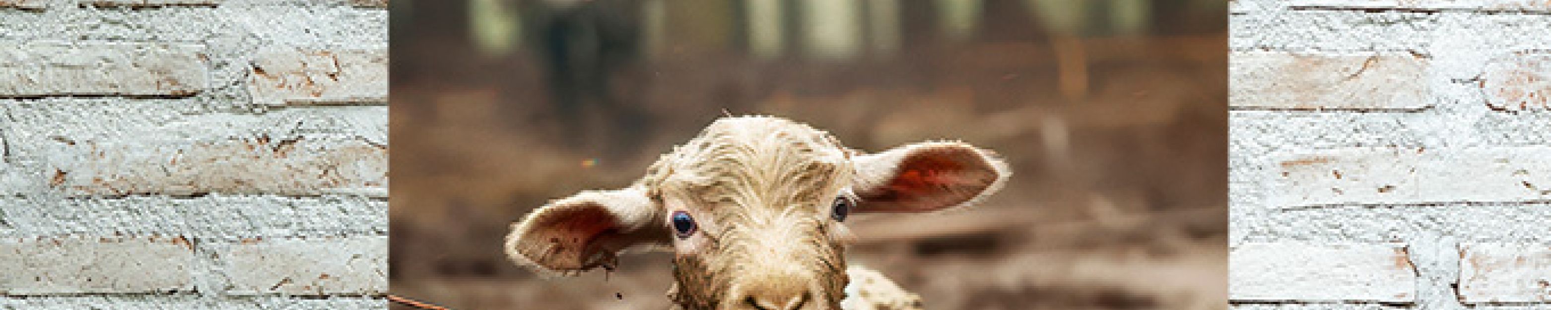 De heer is mijn herder tuinposter 00935b0b