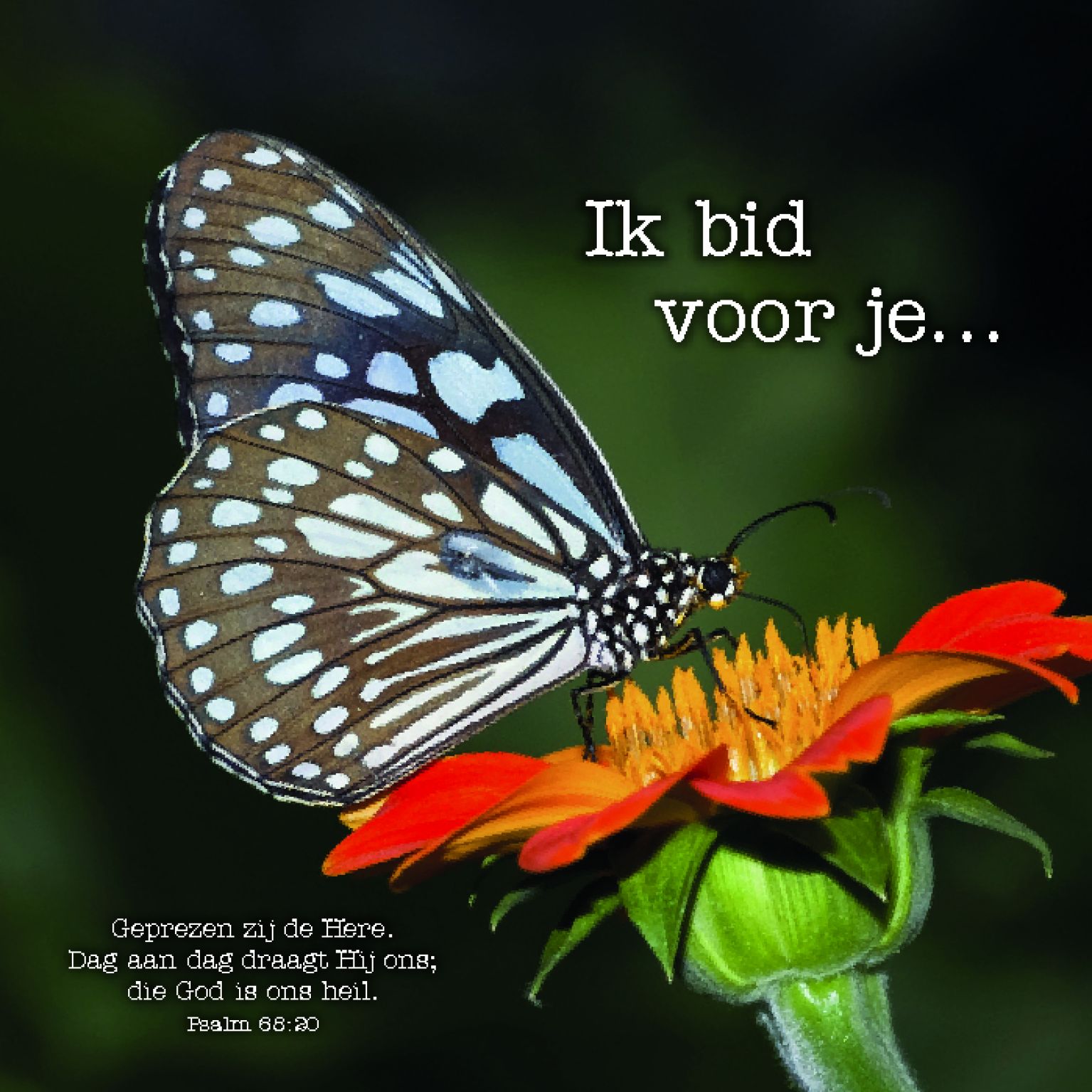kaart ‘Ik bid voor je' - MA12306 -  Ik bid voor je / denk aan je bij MajesticAlly