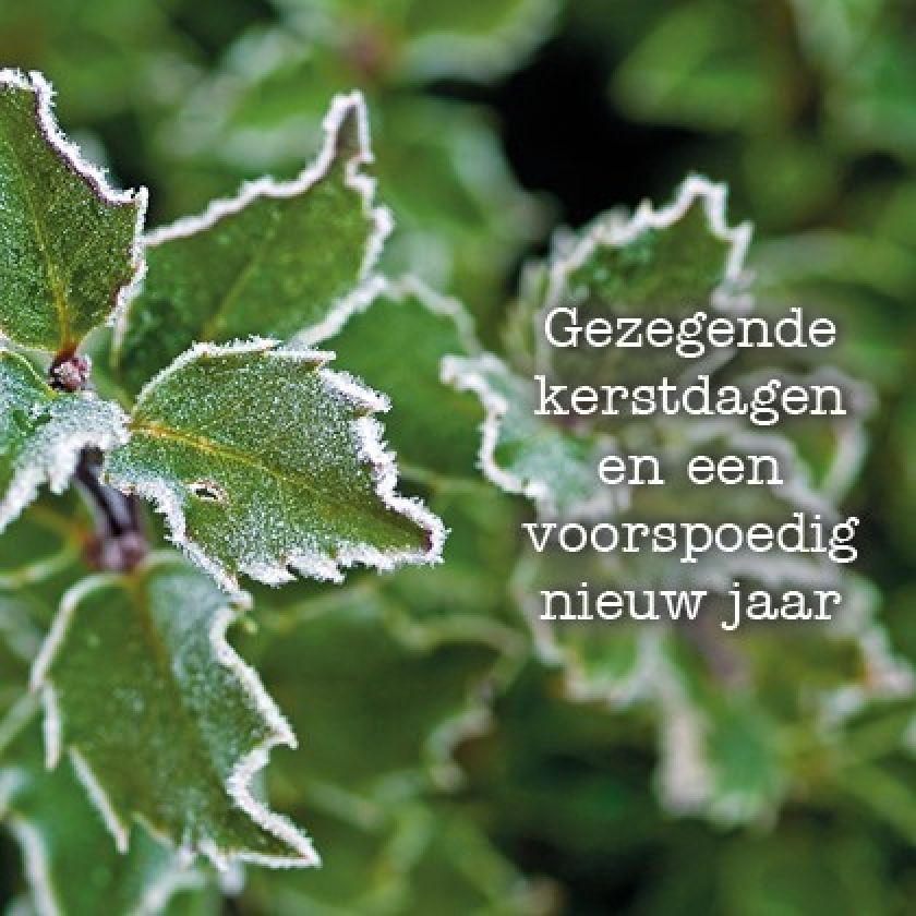 Voordeelpakje kerstkaarten 'Lifestyle 1' - 6 stuks - MA26053 -  Voordeelpakjes kerst bij MajesticAlly