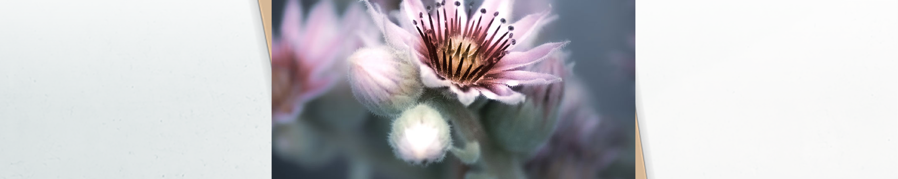 banner STERKTE VERLIES4 4b6efb20