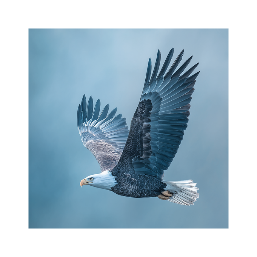 MA59032 4 Seasons Adelaar.pdf 4cfb58db