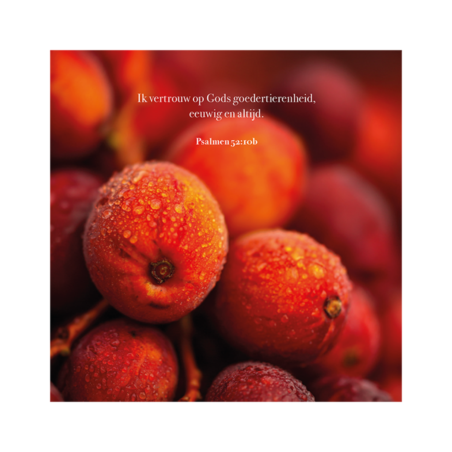 MA59030 4 Seasons Herfstbessen Psalm 52 vers 10b.pdf 601fca55