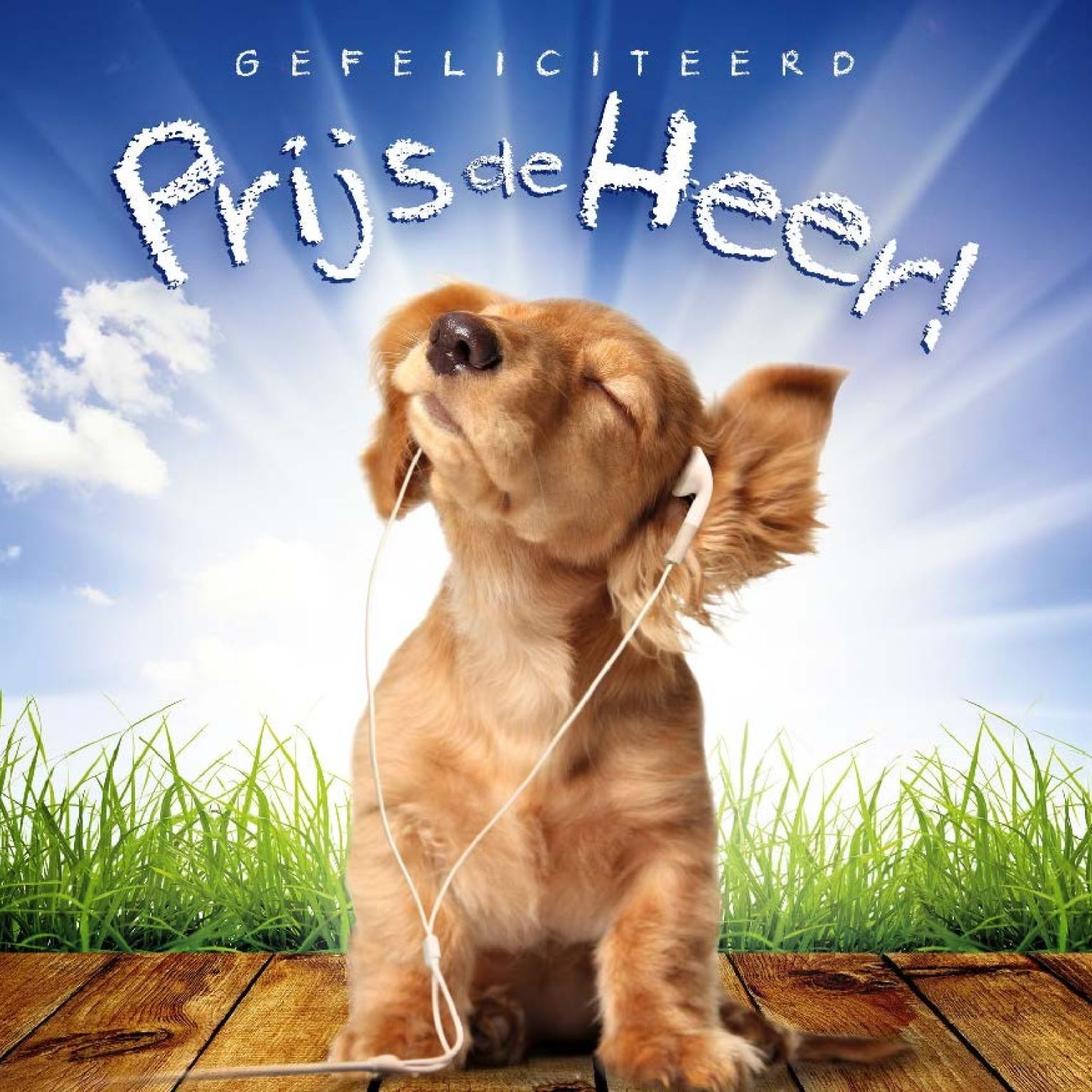 * Voordeelpakket 36 kaarten David Sörensen - MA11100 -  David Sörensen bij MajesticAlly