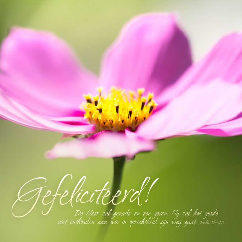 * Voordeelpakket 36 kaarten David Sörensen - MA11100 -  David Sörensen bij MajesticAlly