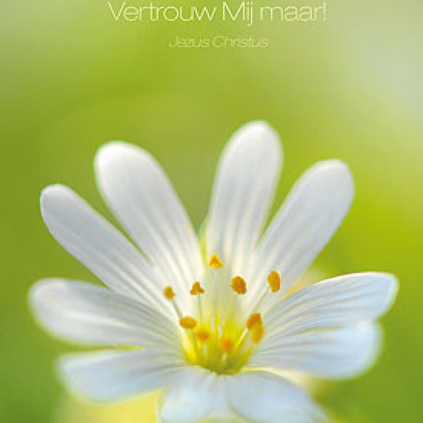 Poster 50x70  'Wonderen - Vertrouw mij maar' - MA11344 -  Posters XL