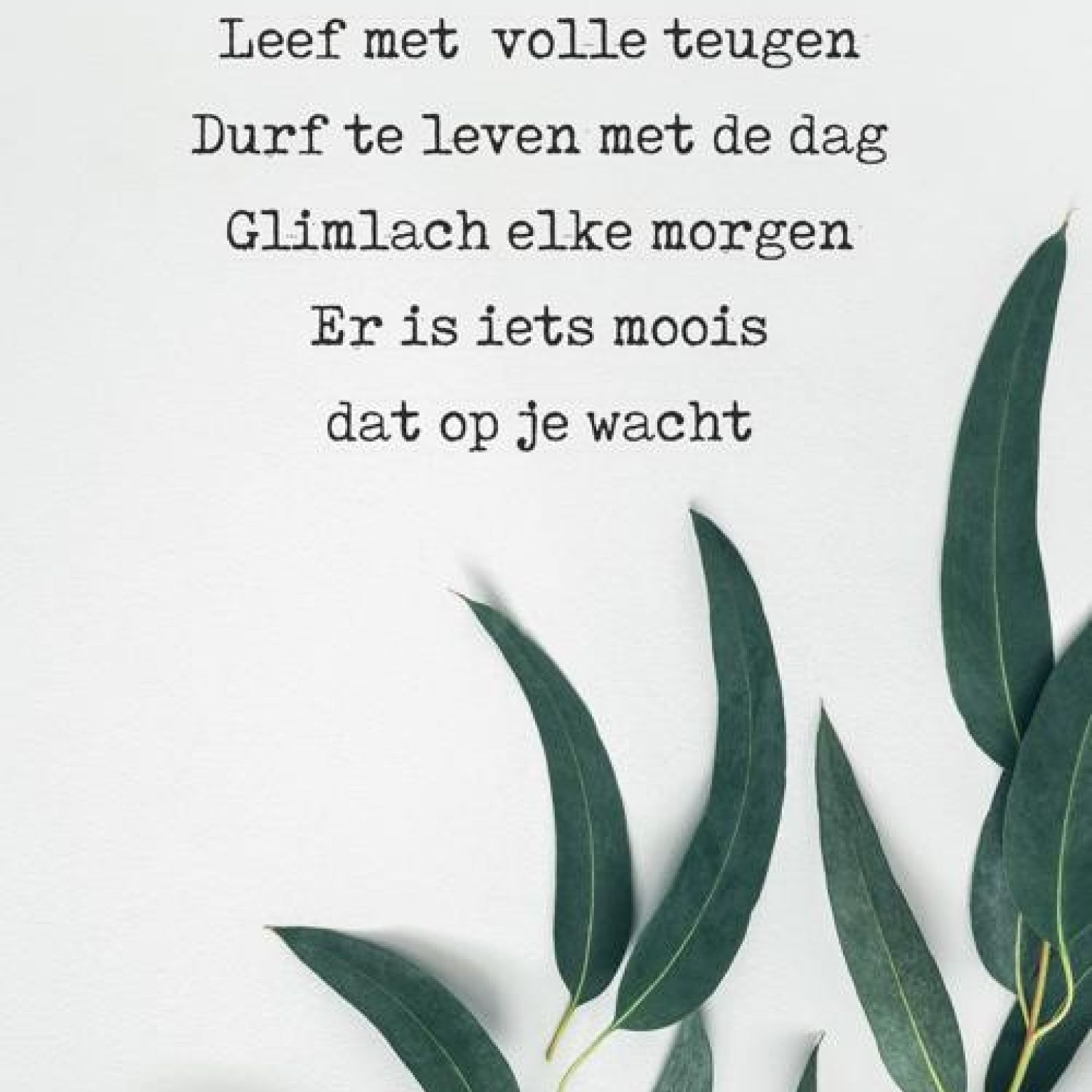 Poster A4 'Leef met volle teugen - olijfblad' - MA33535 -  Posters A4 bij MajesticAlly