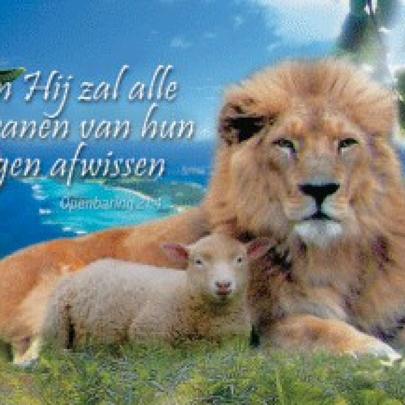 10x Kaart 'Hij zal alle tranen' - 44605 -  Sale bij MajesticAlly