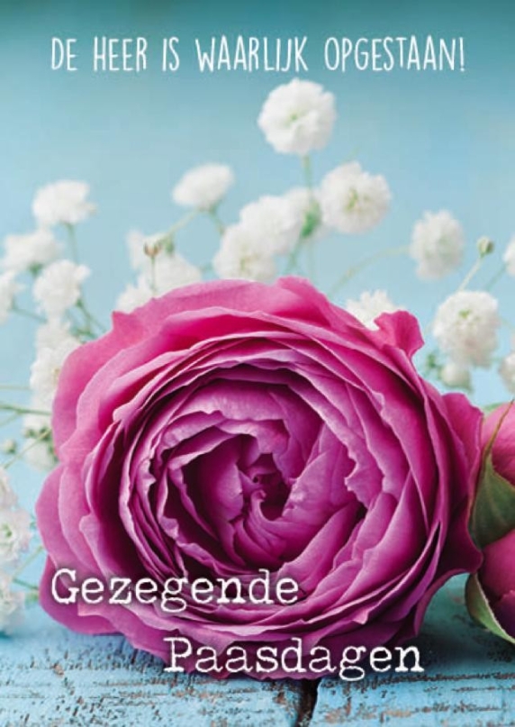 Voordeelkaart 'Gezegende paasdagen - bloem rose' - MA38034 -  Pasen bij MajesticAlly