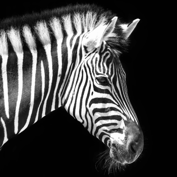 Collage Deco 'Zebra' - 14x14 cm - MA39122 -  Wanddeco bij MajesticAlly