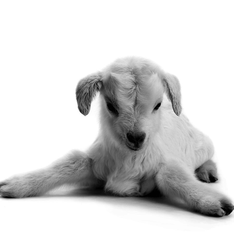 Collage Deco 'Lammetje' - 30x30 cm - MA39021 - Wanddeco bij MajesticAlly