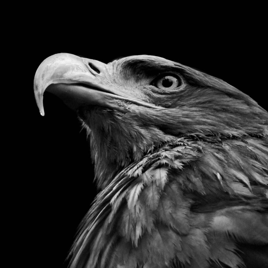 Collage Deco 'Steenarend' - 30x30 cm - MA39024 - Wanddeco bij MajesticAlly