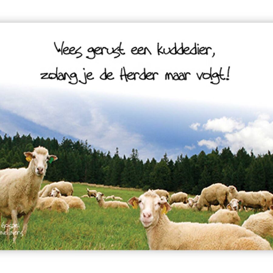 Prentbriefkaart wees gerust een kuddedie - MA10036 - Quotes