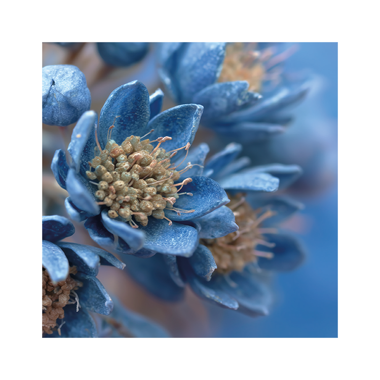 Kaart 'Blauwe bloem'