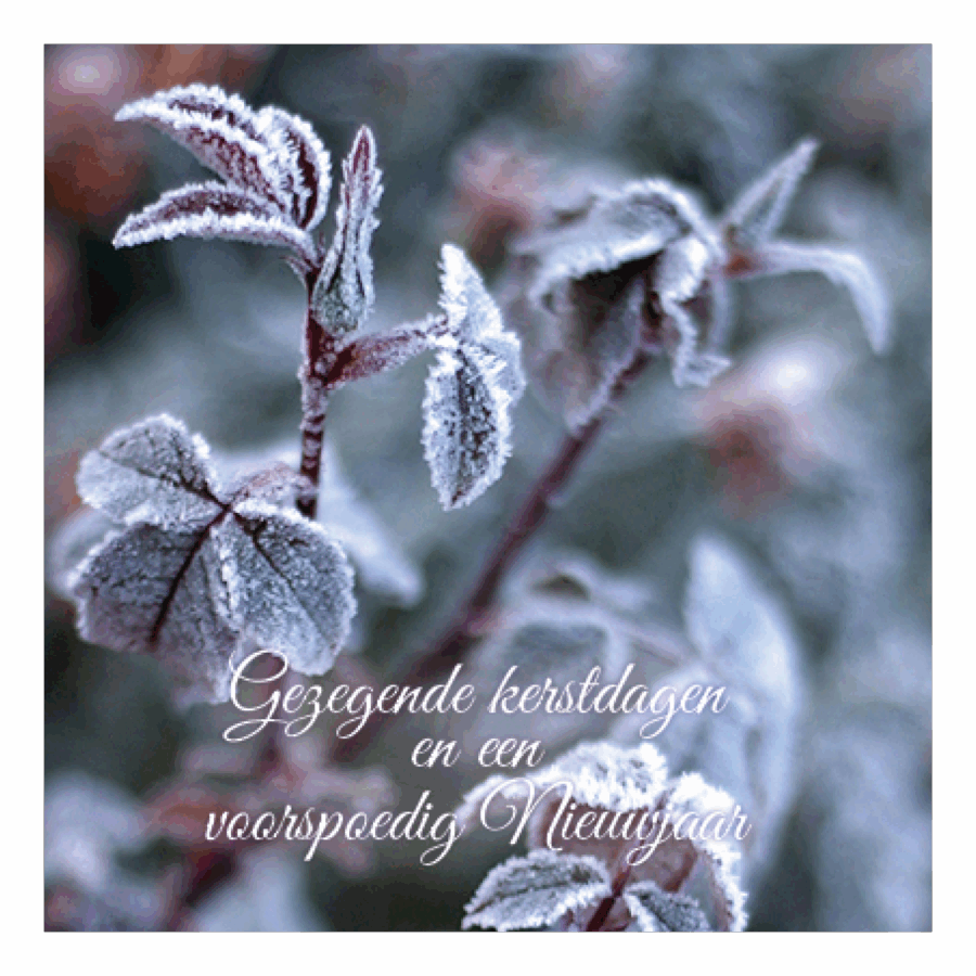 Kerstkaart 'Roodgroen bevroren blad'