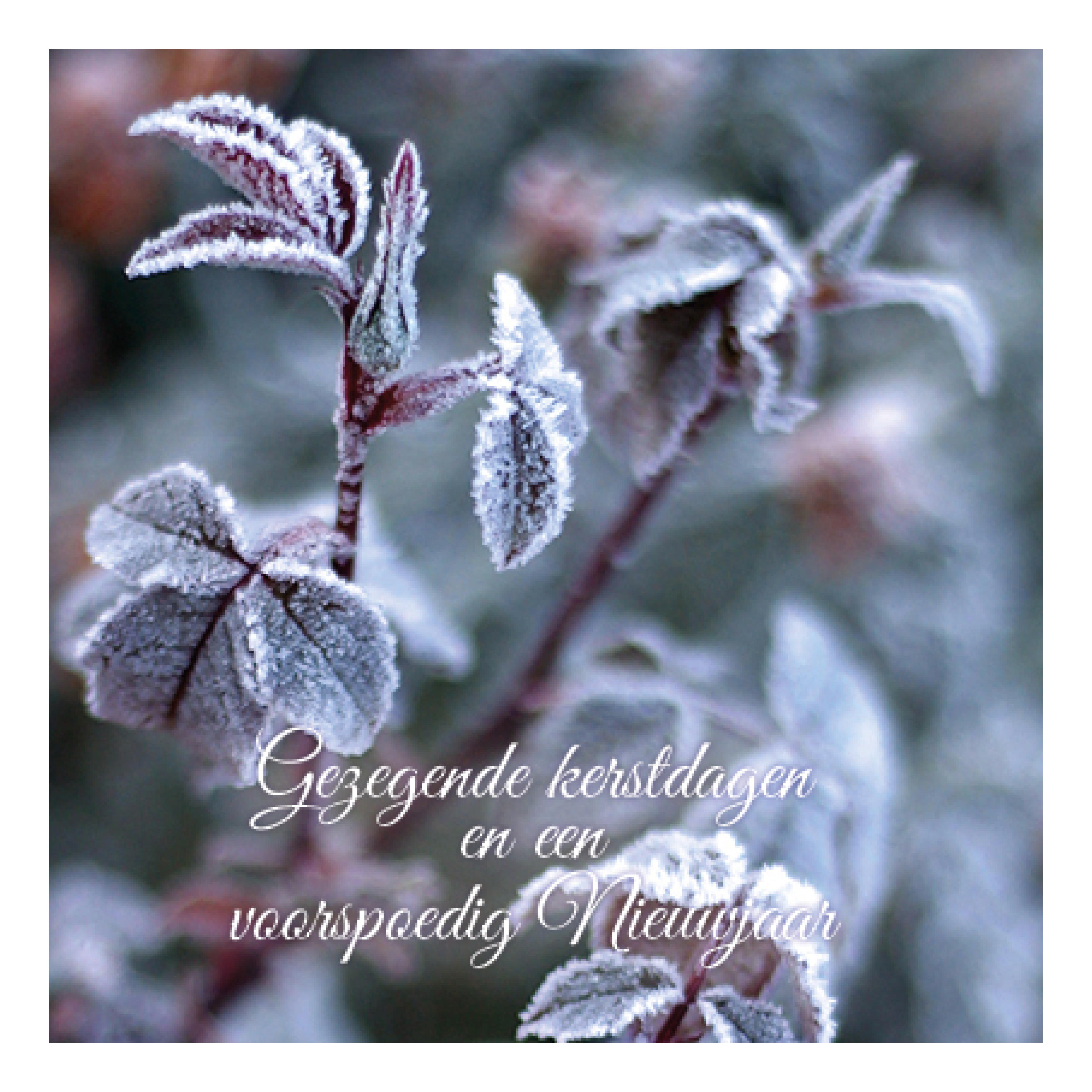 Kerstkaart 'Roodgroen bevroren blad'