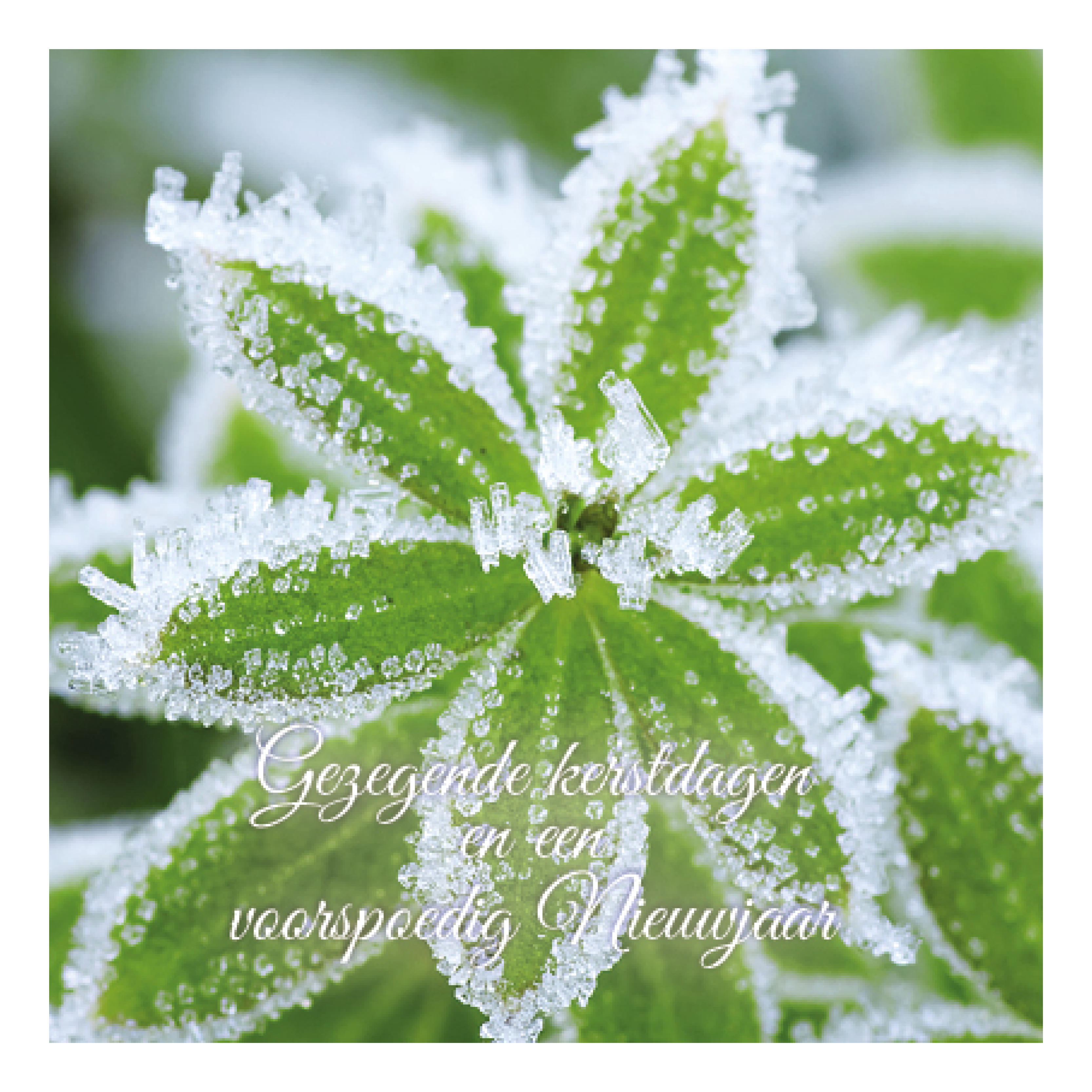 Kerstkaart 'Groen bevroren blad'