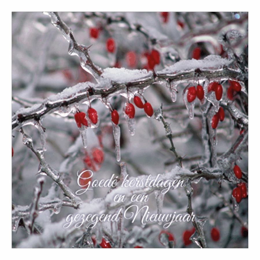 Kerstkaart 'Tak met rijp'