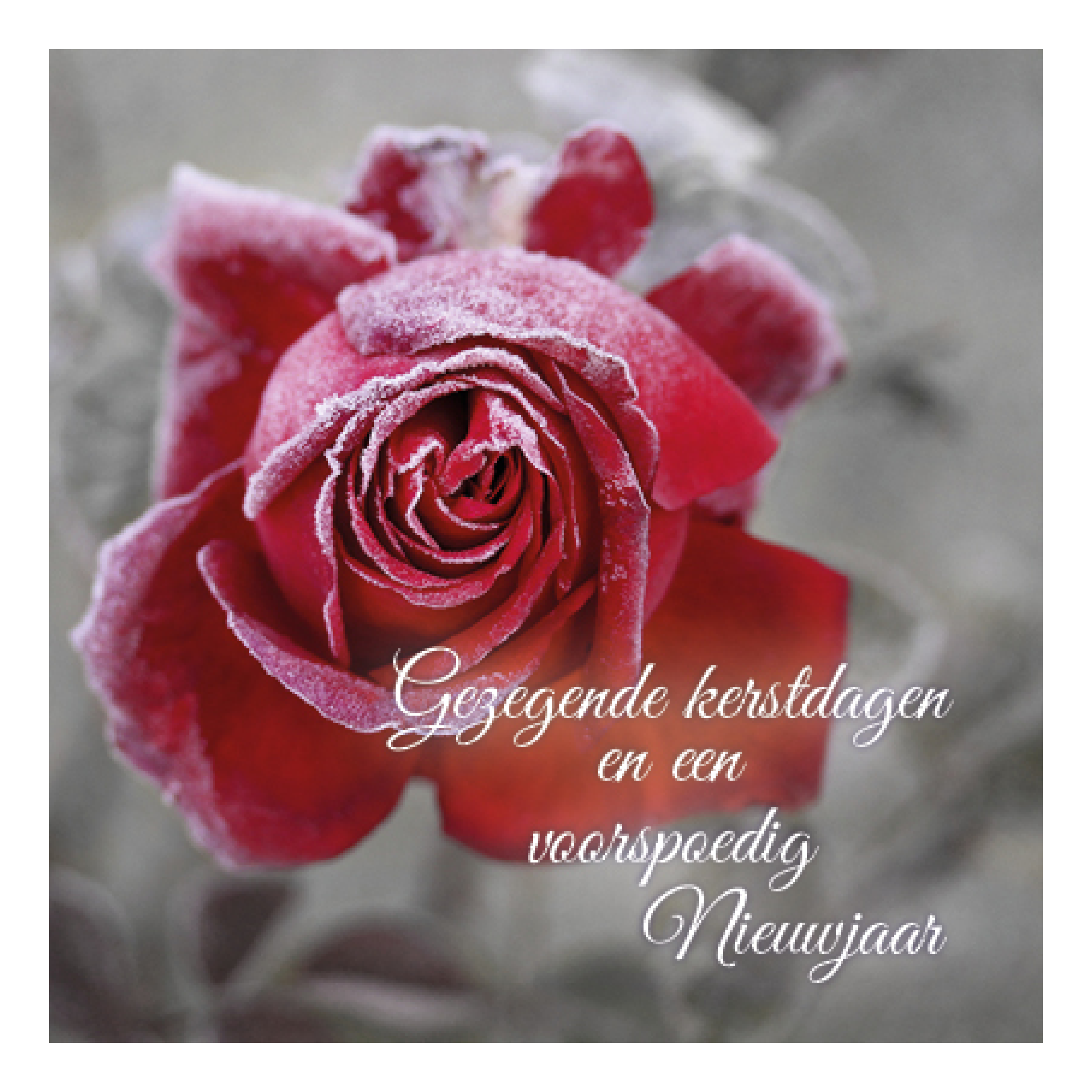Kerstkaart 'Roos'