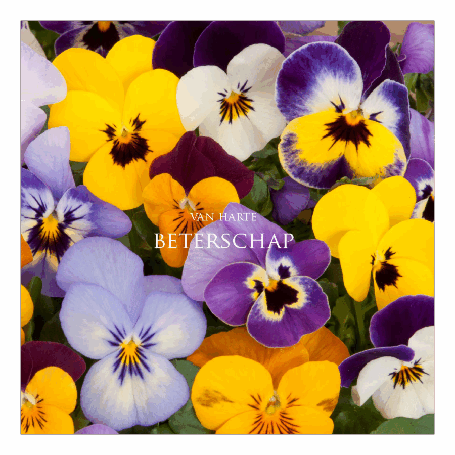 Wenskaart 'Beterschap - Viooltjes'