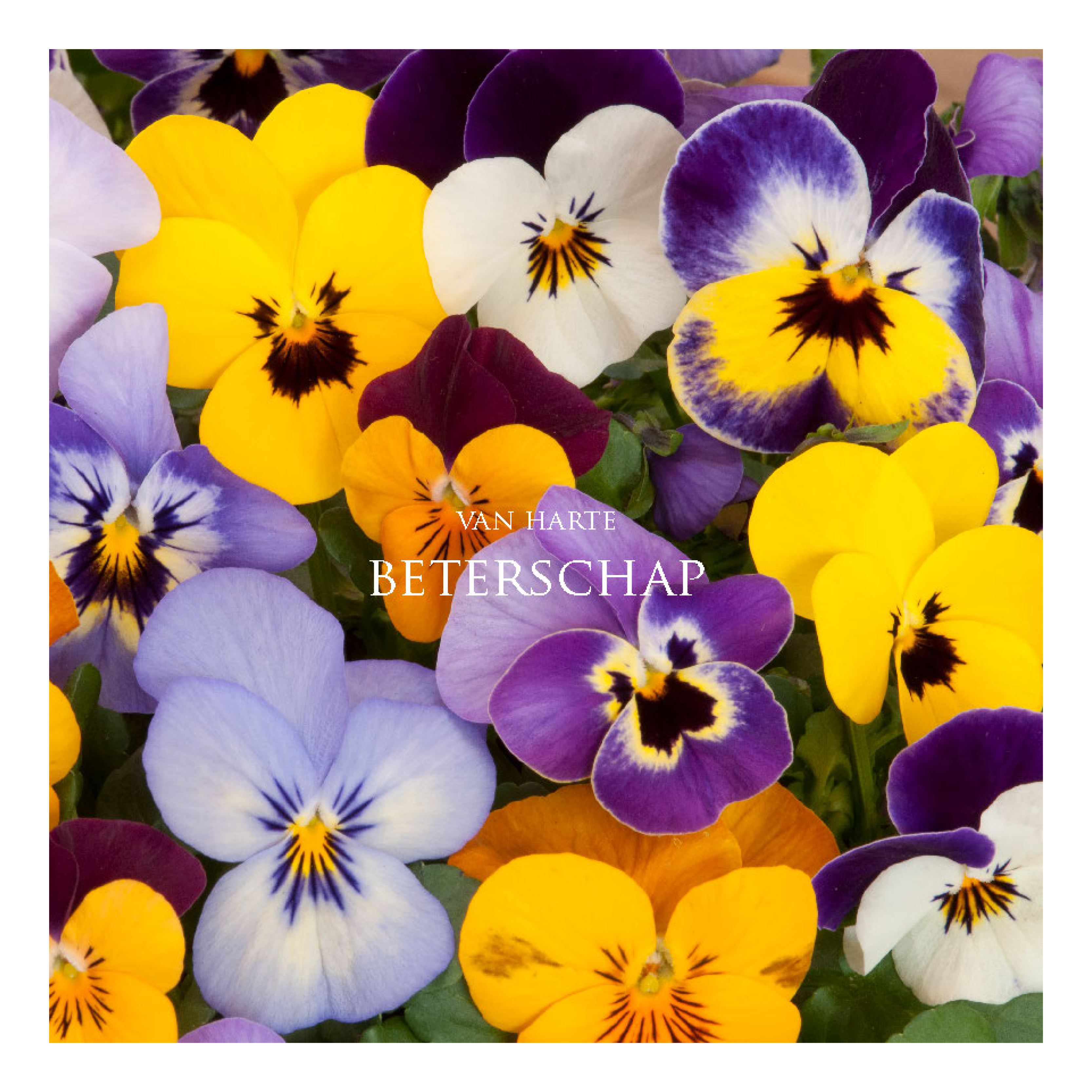 Wenskaart 'Beterschap - Viooltjes'