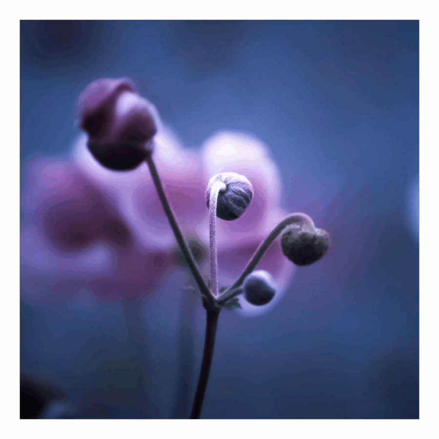 Wenskaart 'Bloem in knop'