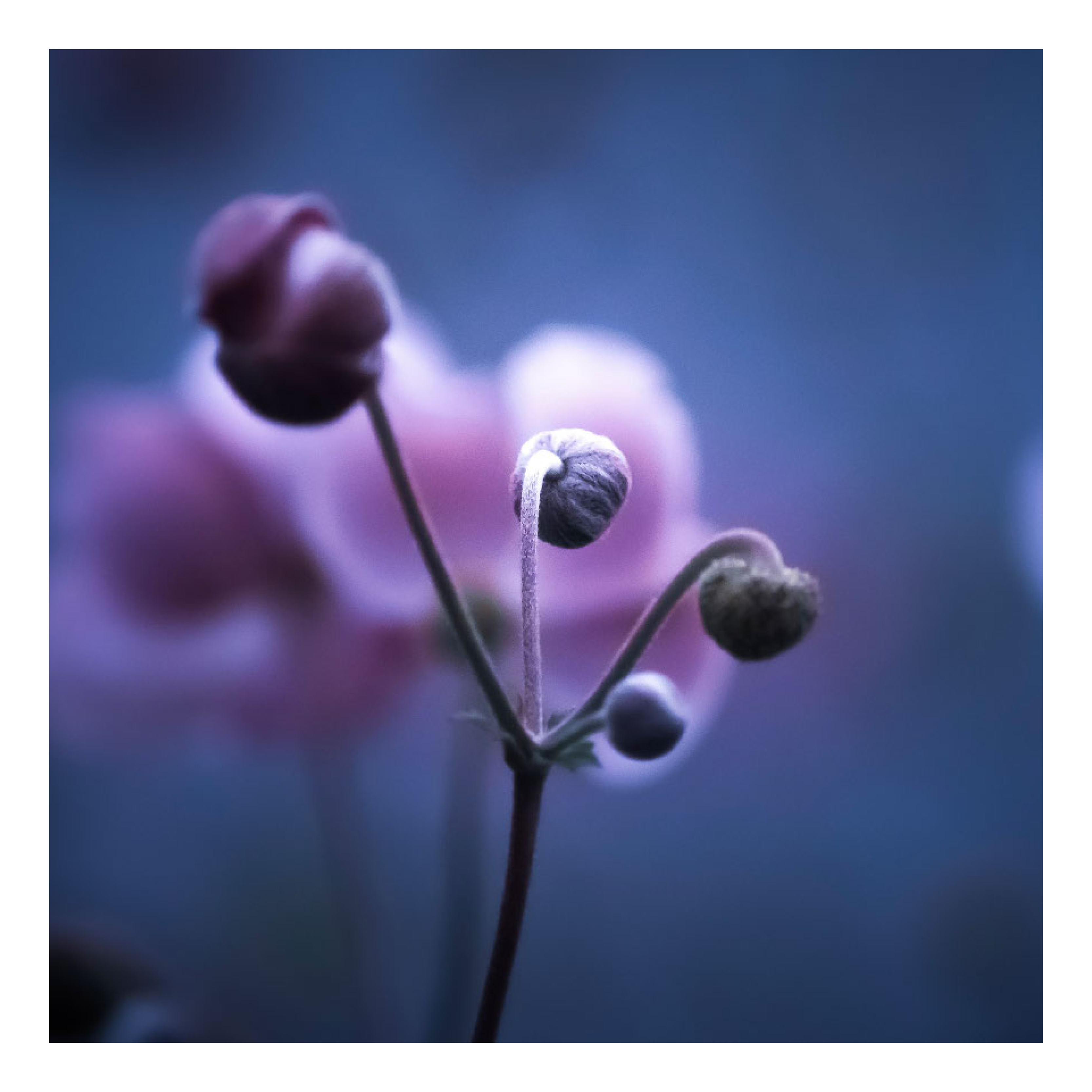 Wenskaart 'Bloem in knop'