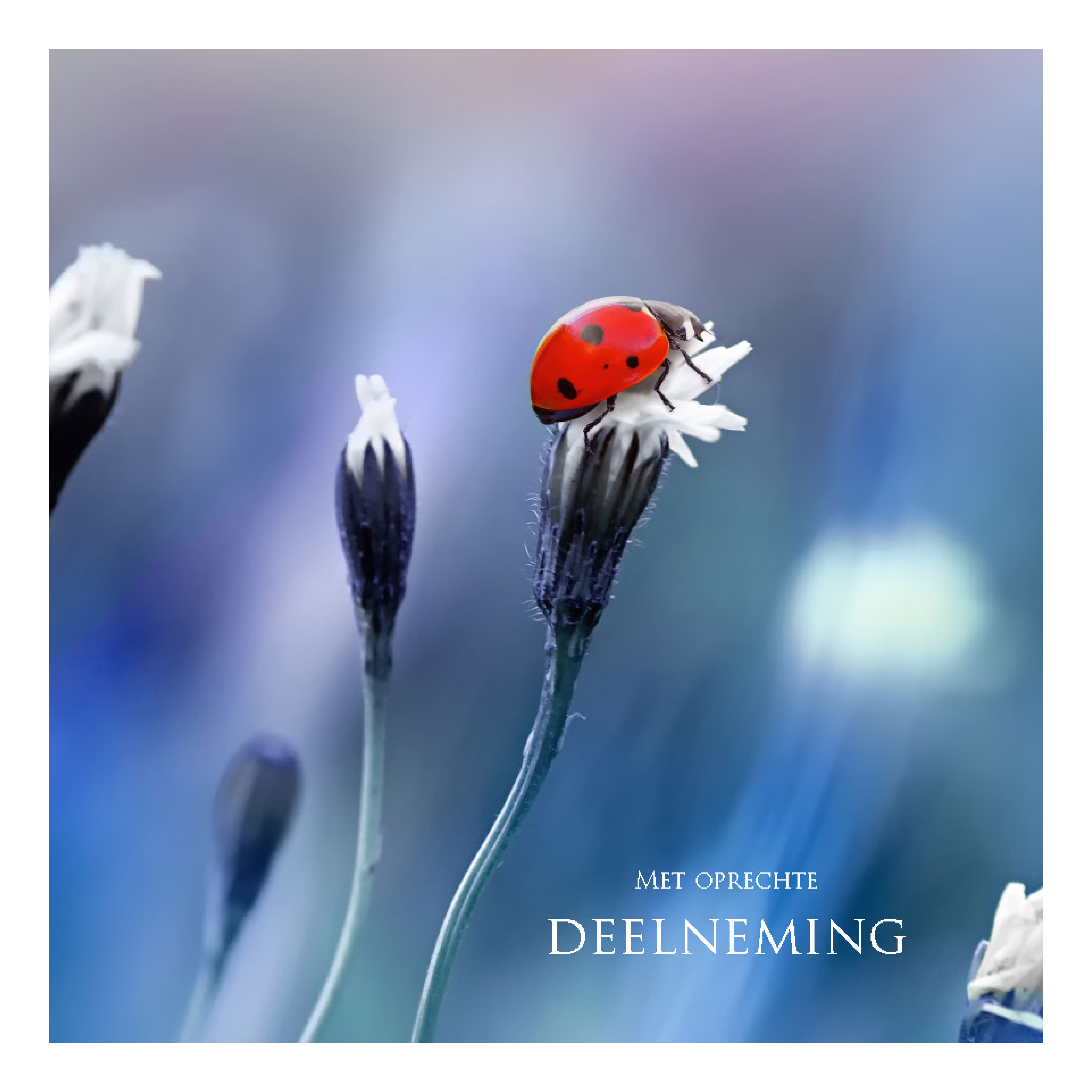 Wenskaart 'Met oprechte deelneming - Lieveheersbeestje'