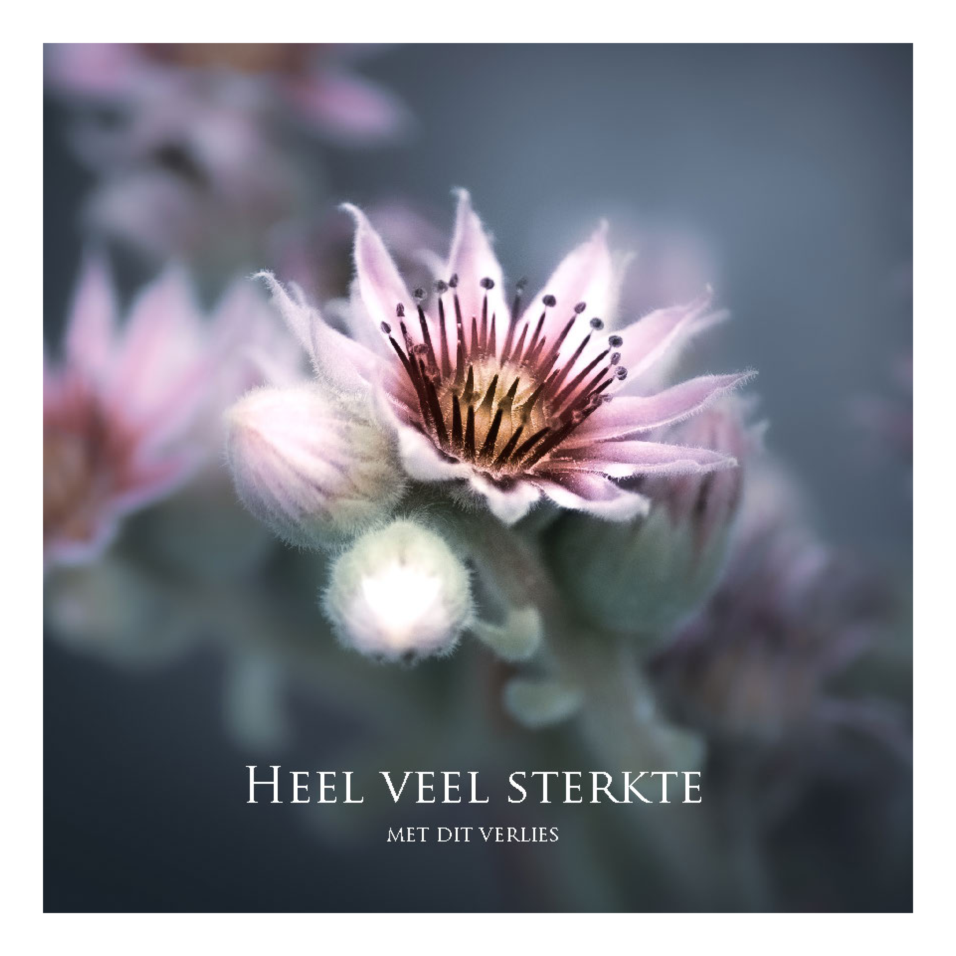 Wenskaart 'Heel veel sterkte met dit verlies'