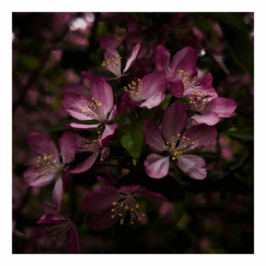 Wenskaart 'Paarse bloem'