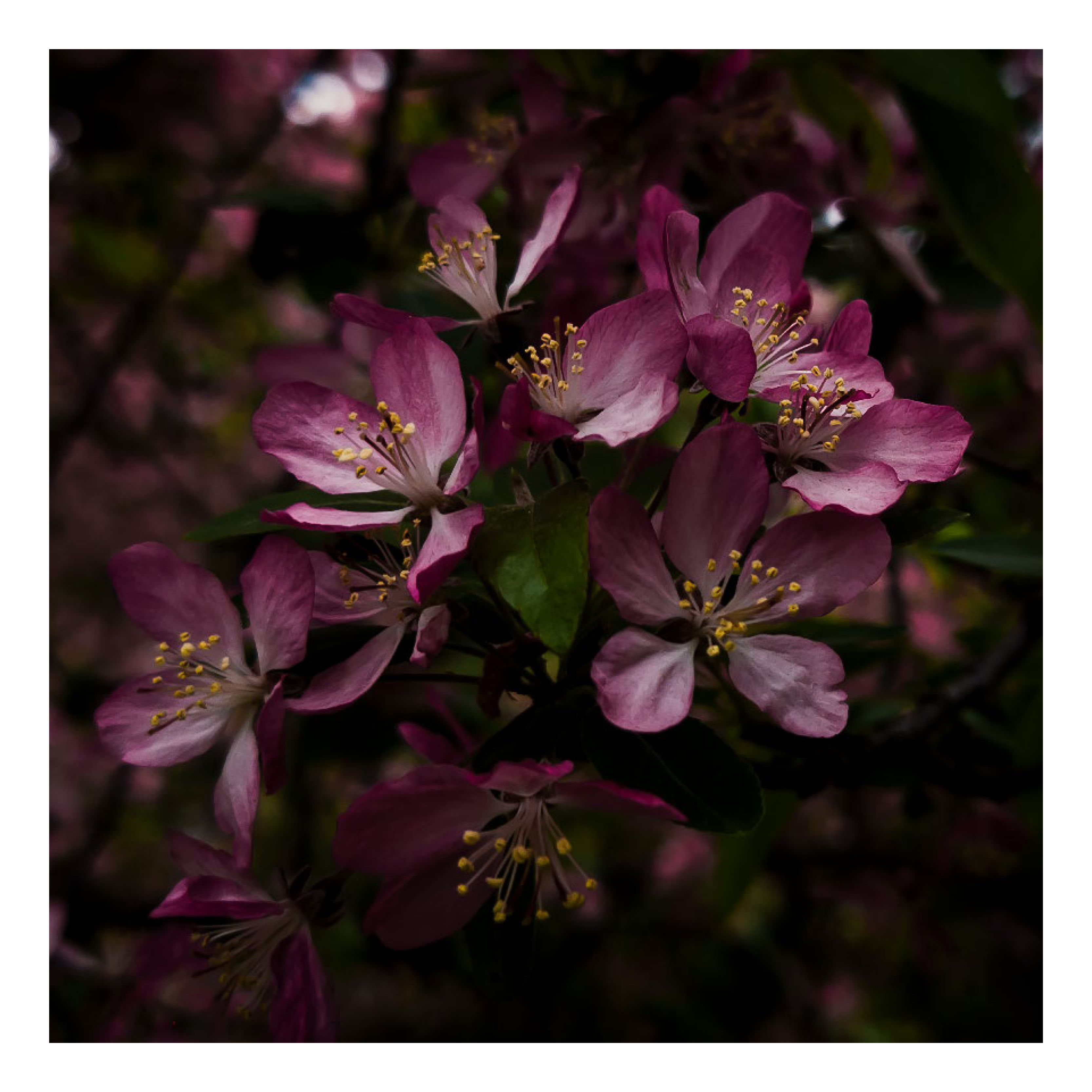 Wenskaart 'Paarse bloem'