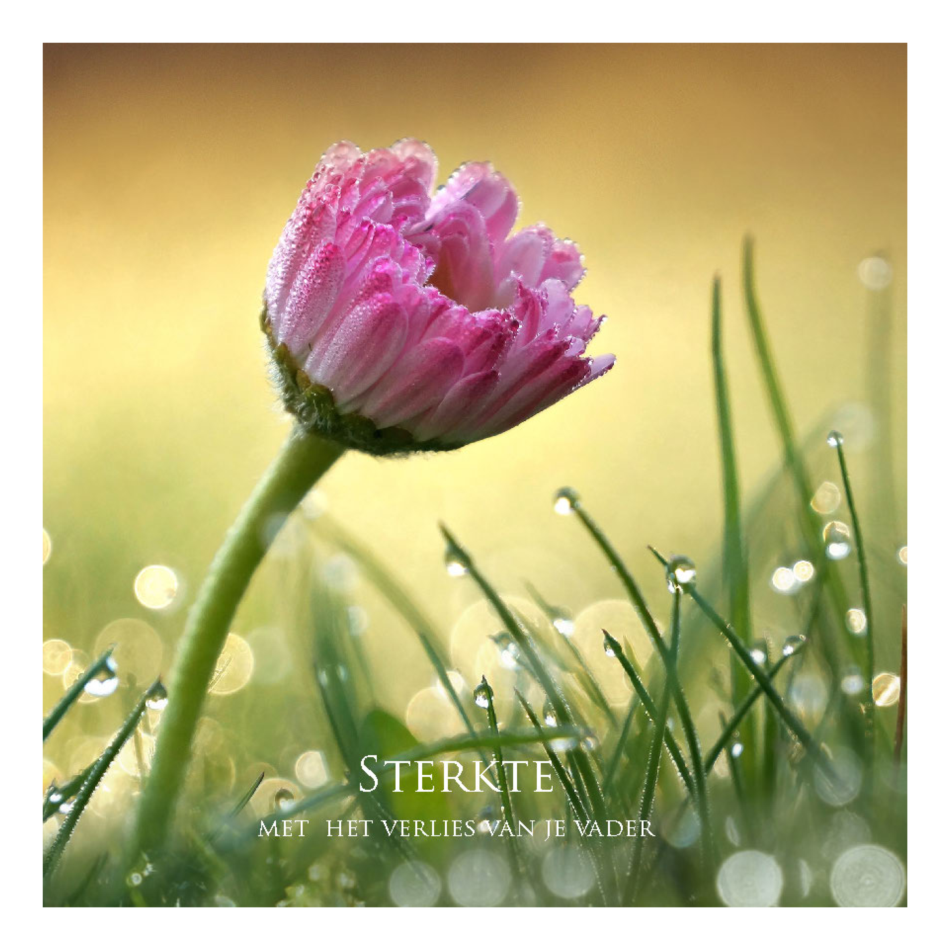 Wenskaart 'Sterkte - verlies vader'