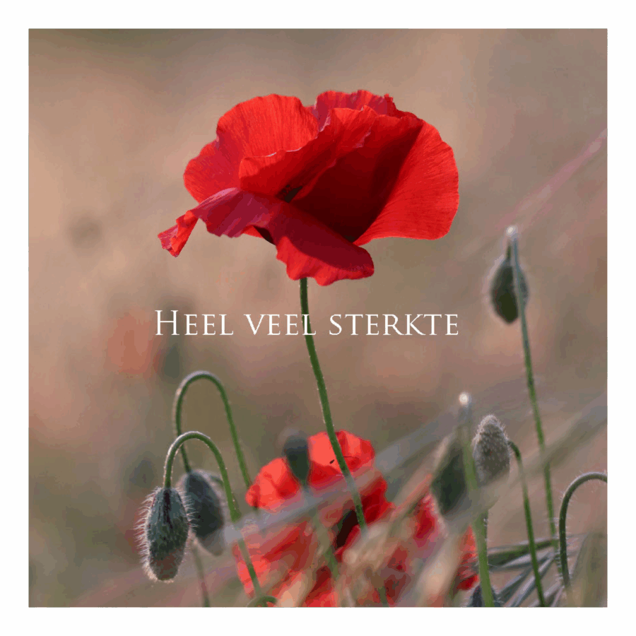 Wenskaart 'Heel veel sterkte - klaproos'