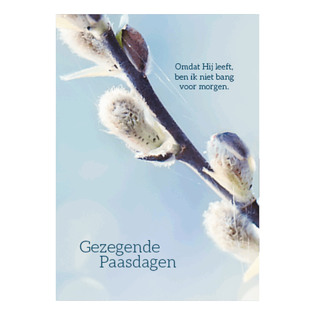 Voordeelkaart 'Gezegende paasdagen - Wilgenkatjes'