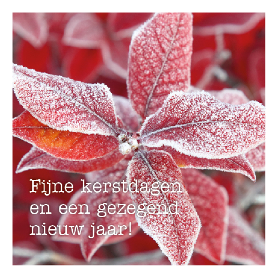 Kerstkaart 'Kerstster'