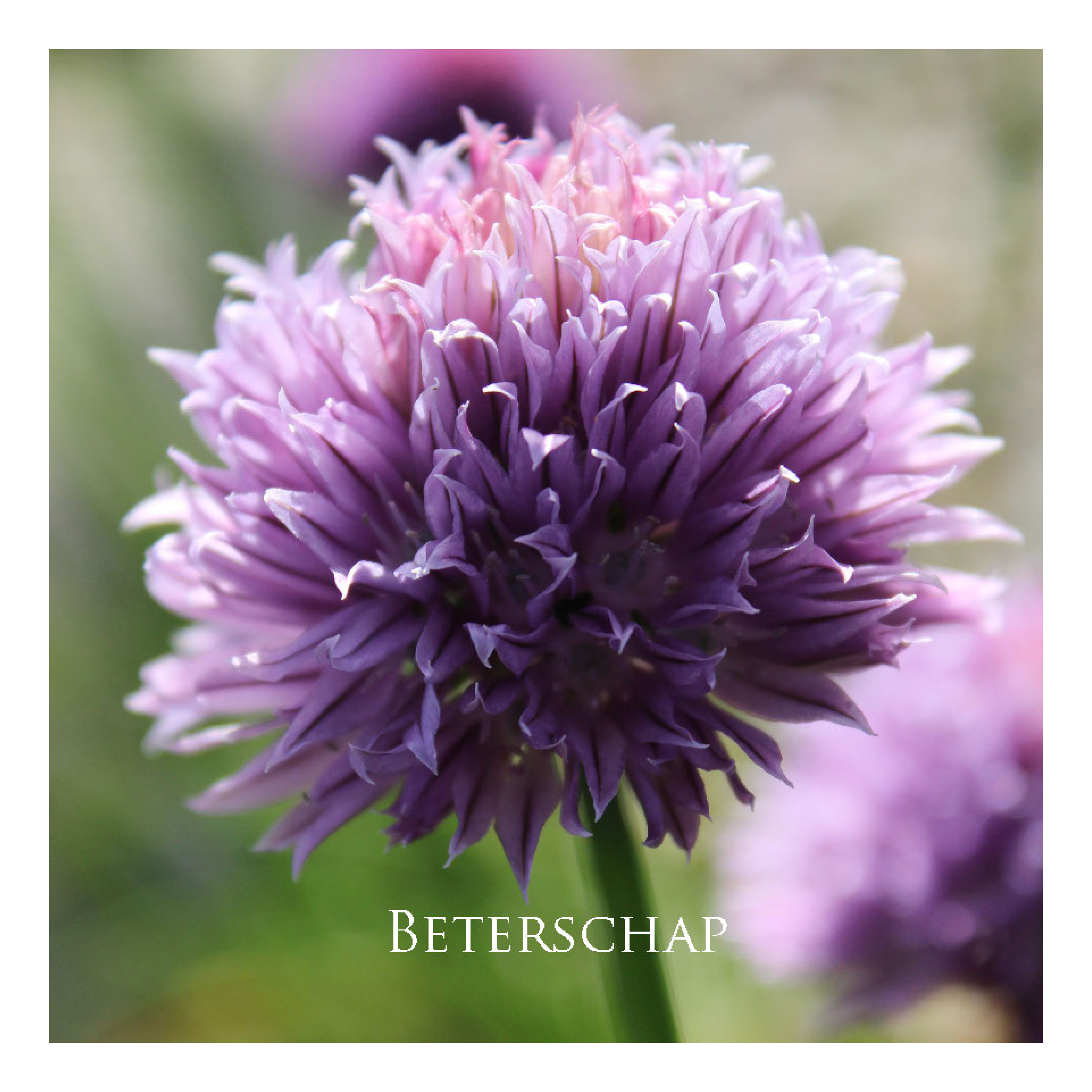 Wenskaart 'Beterschap'