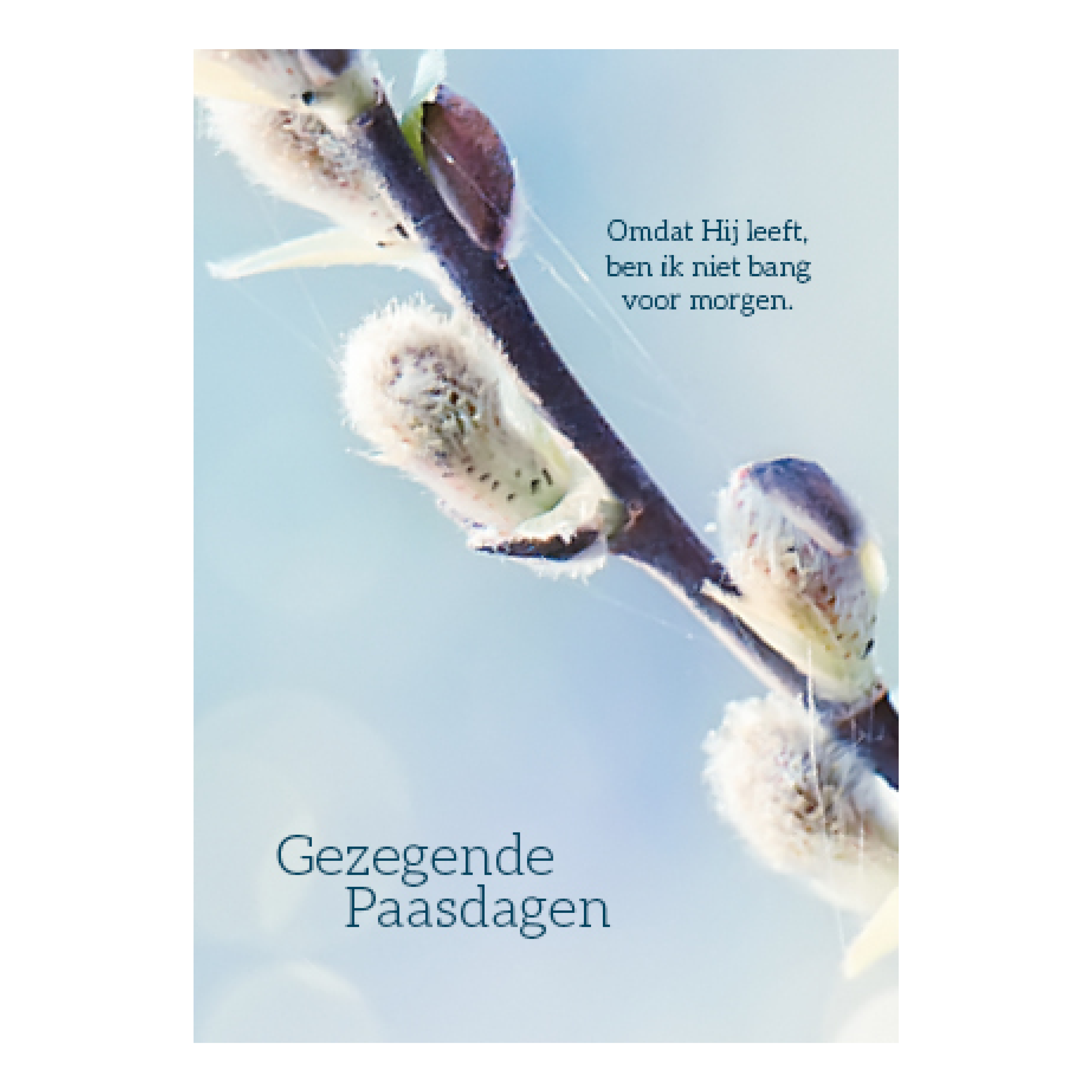 Voordeelkaart 'Gezegende paasdagen - Wilgenkatjes'